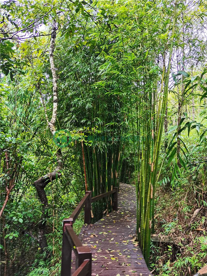 綠山木棧道
