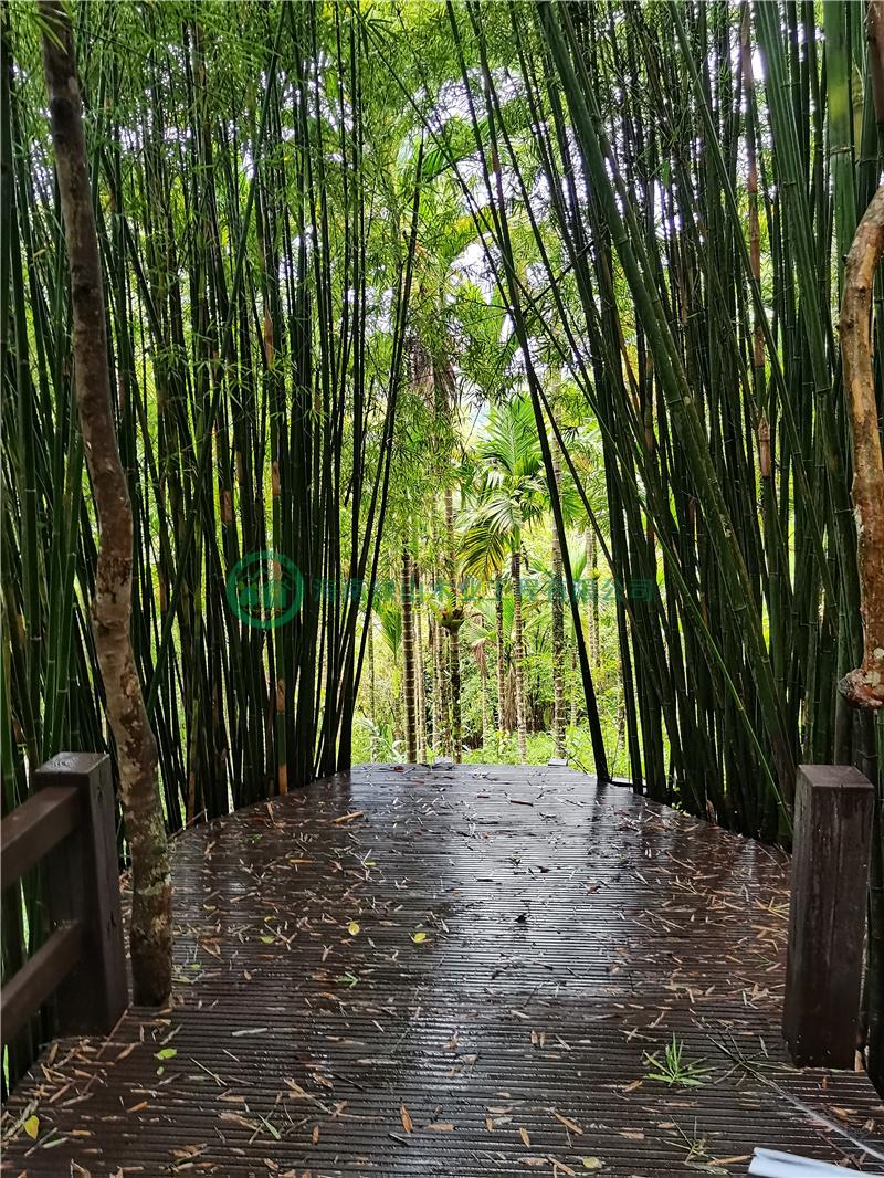 綠山木棧道